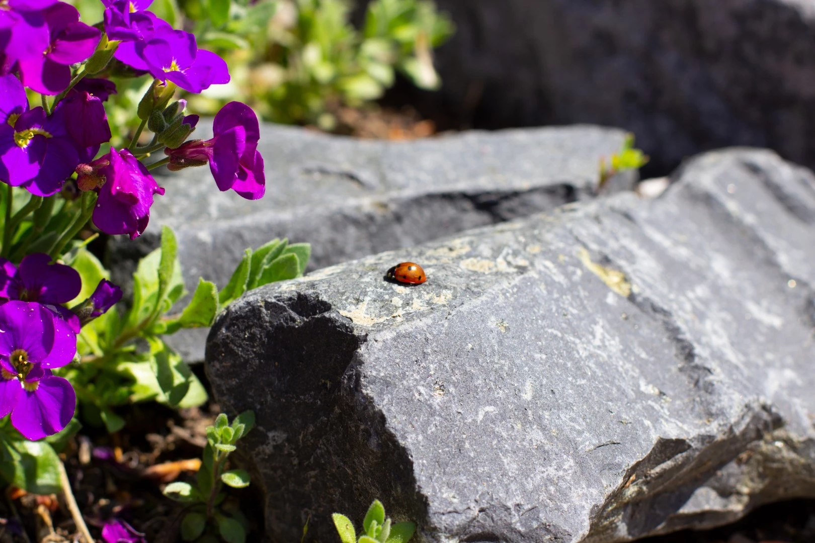 Fotografie eines Marienkäfers auf einem Stein