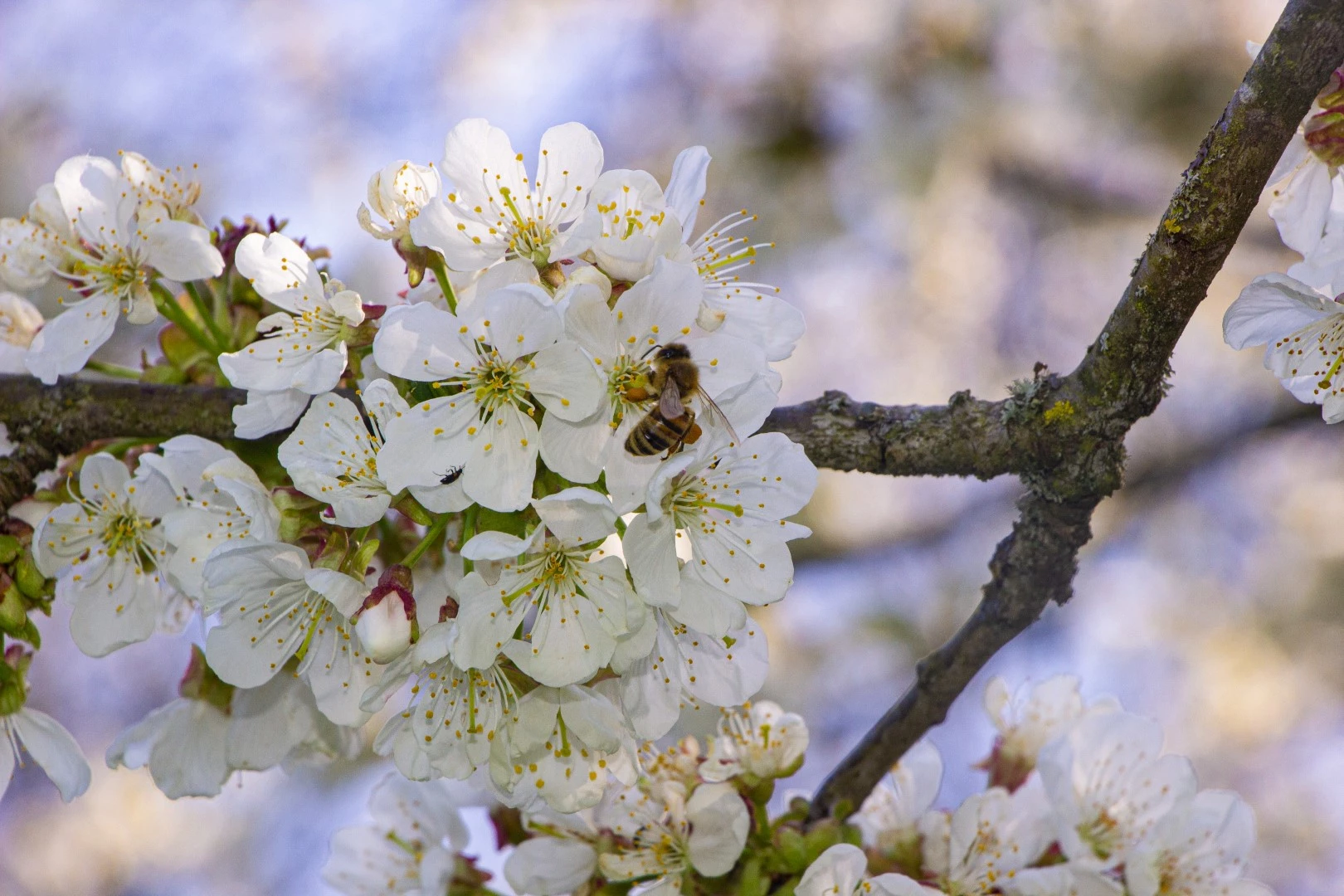 photography of a bee sitting on a cherry blossom tree