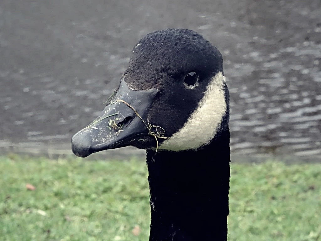 closeup of a goose in front of a lake
