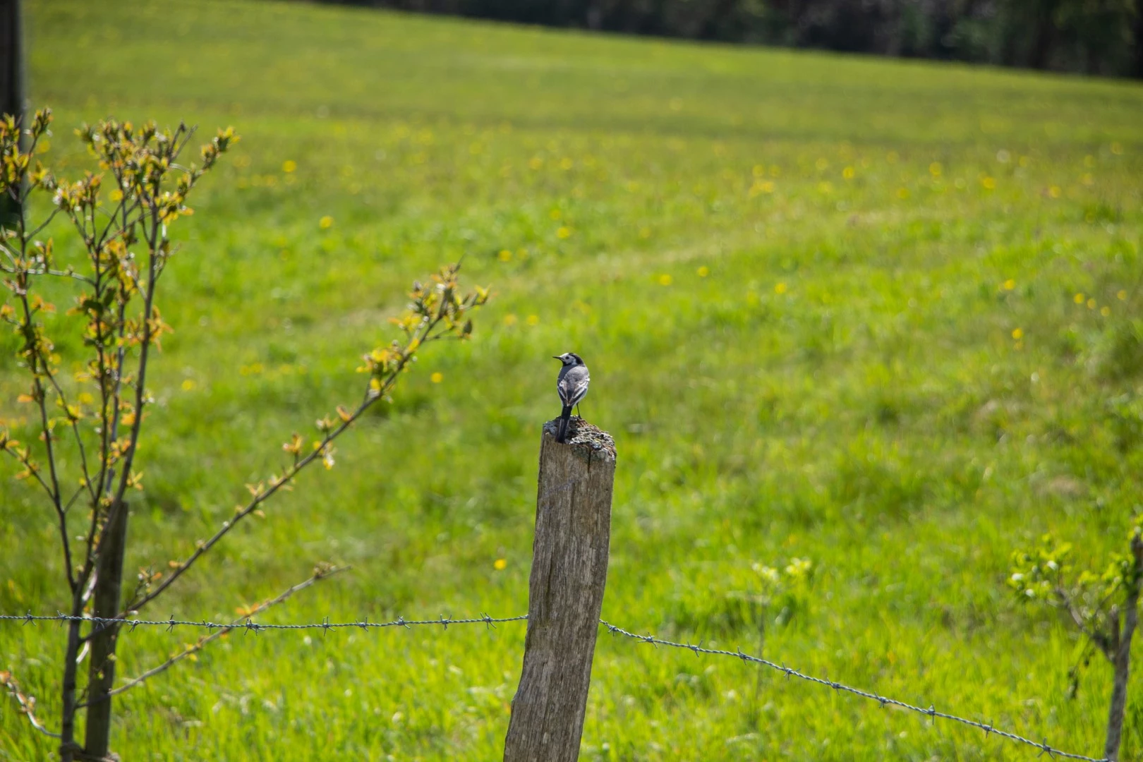 Ein Vogel sitzt auf einem Holzpfahl im Sommer