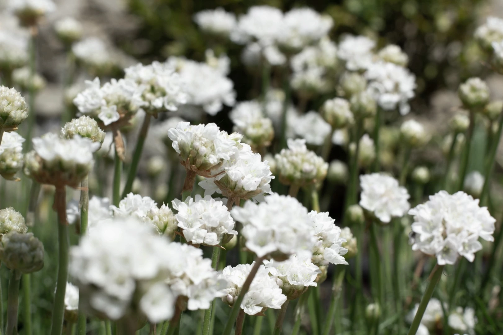 Fotografie von weißen Blumen