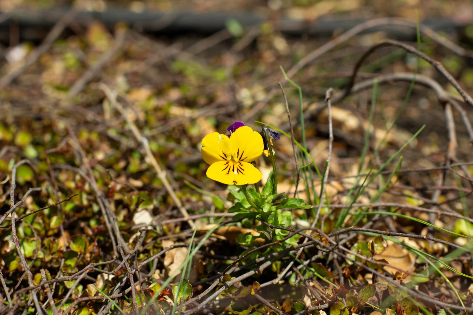 Fotografie einer gelben Blume
